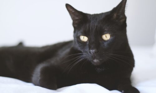 Bombay Cats | Price, Monthly Cost, Care Tips, Health