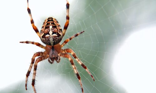 Maintaining a Pest-Free and Well-Maintained Home: The Dynamic Duo of Pest Control and Handyman Services in Chermside