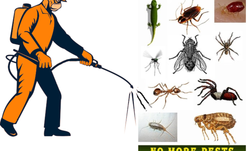 Choosing the Right Pest Control Services in North Lakes