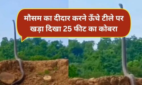 25 फीट का कोबरा देख दंग हुए लोग