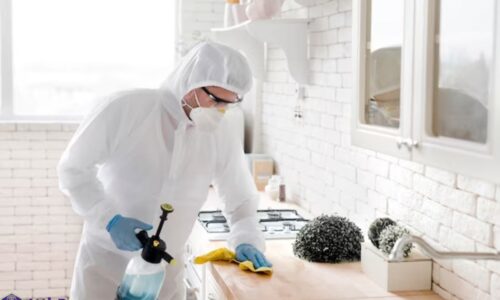 Rodent Removal in Attics: A Comprehensive Guide for Bay Area Residents