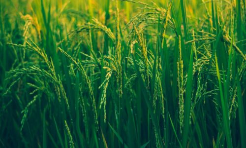 Agrochemical company