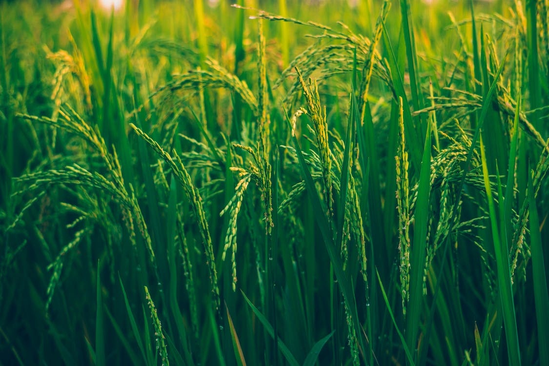 Agrochemical company